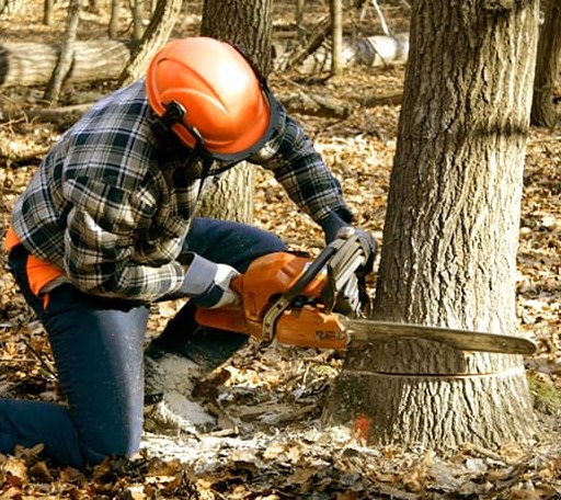 Tree Removal in Wesley, IA